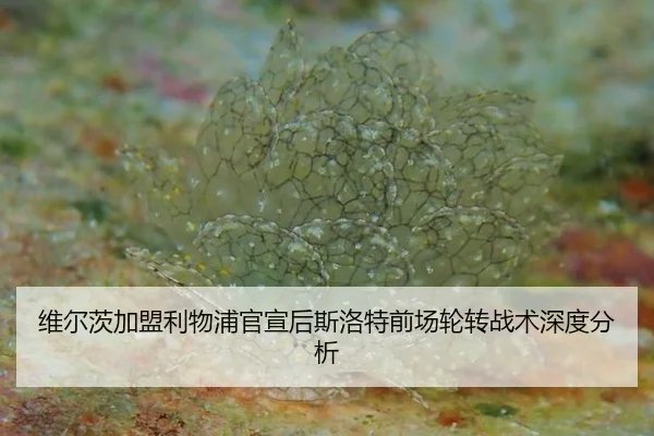 wei-er-ci-jia-meng-li-wu-pu-guan-xuan-hou-si-luo-te-qian-chang-lun-zhuan-zhan-shu-shen-du-fen-xi-2-749.jpg